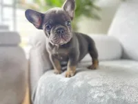 blue, a male French Bulldog for sale in Denver, CO – Photo 3 of 6