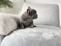 blue, a male French Bulldog for sale in Denver, CO – Photo 6 of 6