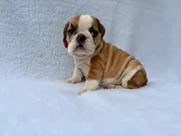 processed/3f88f396-ff21-46a3-930e-a758abf36524/listing/e7baf8aa-13ed-401b-b4f0-ab8f9ea56e48/5963579f-d8a1-45a2-8ba1-af8ee81d8b13