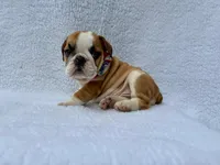 processed/3f88f396-ff21-46a3-930e-a758abf36524/listing/e7baf8aa-13ed-401b-b4f0-ab8f9ea56e48/afab17e4-5a94-4a0b-af60-31da0e4ee5a3