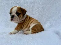 processed/3f88f396-ff21-46a3-930e-a758abf36524/listing/e7baf8aa-13ed-401b-b4f0-ab8f9ea56e48/b5146d4e-553e-4ed2-bbe1-19b53f77e56a