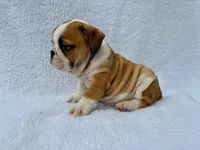 processed/3f88f396-ff21-46a3-930e-a758abf36524/listing/e7baf8aa-13ed-401b-b4f0-ab8f9ea56e48/caeba8b2-78ce-4ce9-9ae7-f503c5756e19