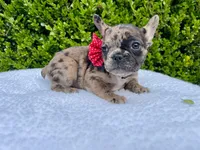 Fiona ❤️🐝🐥, a female French Bulldog for sale in Denver, CO – 3 of 8