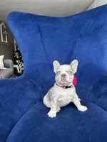 Dolly. 🎀, a female French Bulldog for sale in Denver, CO – Photo 6 of 8