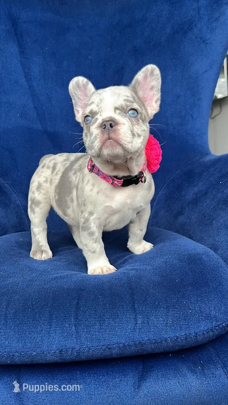 Dolly. 🎀, a female French Bulldog for sale in Denver, CO – Photo 1 of 8