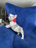 Dolly. 🎀, a female French Bulldog for sale in Denver, CO – Photo 7 of 8