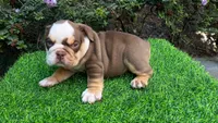 Candy🍬🍭, a female English Bulldog for sale in Denver, CO – Photo 2 of 4