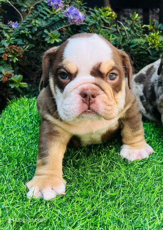 Candy🍬🍭 – English Bulldog puppy for sale in Denver, CO