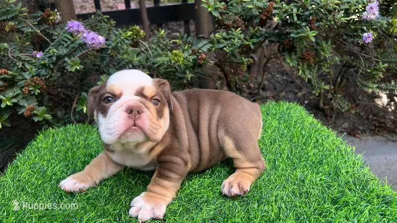Candy🍬🍭 – English Bulldog puppy for sale in Denver, CO