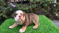 Candy🍬🍭, a female English Bulldog for sale in Denver, CO – Photo 1 of 4