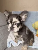 Rockruff✨🔥❤️, a male French Bulldog for sale in Denver, CO – 6 of 7