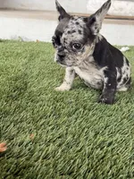 Eevee, a female French Bulldog for sale in Denver, CO – 2 of 7