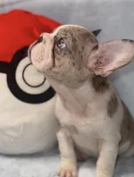 Bulbasaur, a female French Bulldog for sale in Denver, CO – 4 of 5