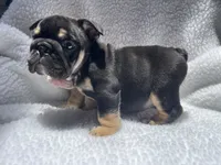 Rex 🦖🌄🍭💥, a male English Bulldog for sale in Denver, CO – 2 of 10