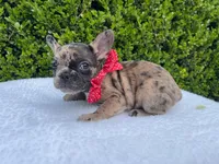 Fiona ❤️🐝🐥, a female French Bulldog for sale in Denver, CO – 8 of 8