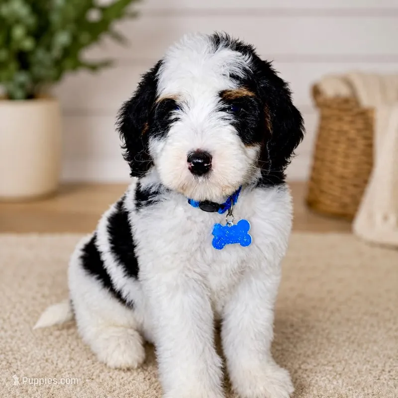 Banks – Bernedoodle puppy for sale in New Bern, NC