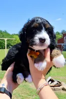 Coral, a female Bernedoodle for sale in New Bern, NC – 2 of 2