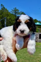 Pearl, a female Bernedoodle for sale in New Bern, NC – 2 of 2