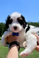 Banks, a male Bernedoodle for sale in New Bern, NC – 2 of 2