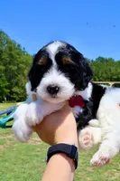 Dune, a male Bernedoodle for sale in New Bern, NC – 2 of 2