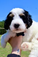 Drift , a male Bernedoodle for sale in New Bern, NC – 2 of 2