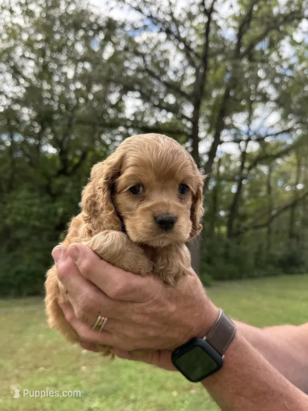 Slinky – Cocker Spaniel puppy for sale in Wellman, IA