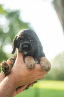 Bandit, a male Cocker Spaniel for sale in Wellman, IA – 2 of 5
