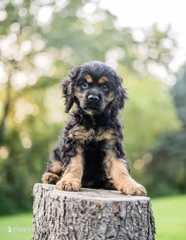 Bandit – Cocker Spaniel puppy for sale in Wellman, IA