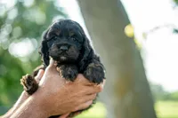 Bluey, a female Cocker Spaniel for sale in Wellman, IA – 1 of 5