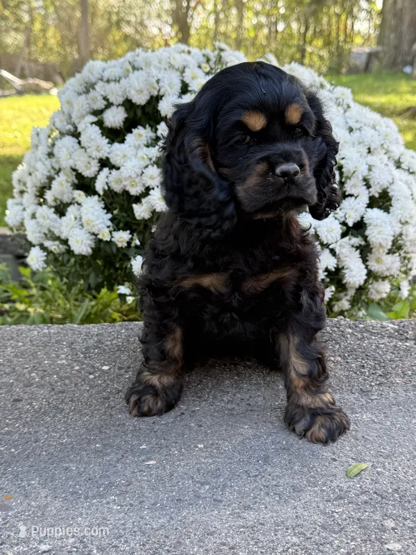 Bonnie – Cocker Spaniel puppy for sale in Wellman, IA