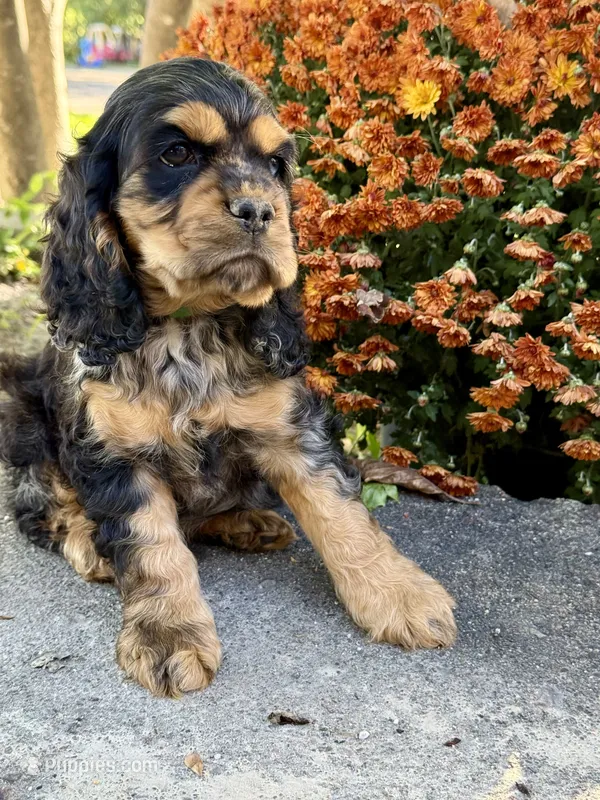 Rex – Cocker Spaniel puppy for sale in Wellman, IA