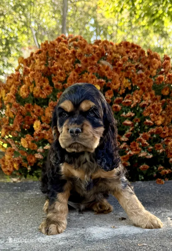 Rex – Cocker Spaniel puppy for sale in Wellman, IA