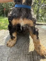 Woody, a male Cocker Spaniel for sale in Wellman, IA – 2 of 4