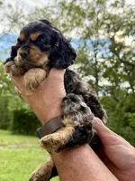 Rex, a male Cocker Spaniel for sale in Wellman, IA – 3 of 3