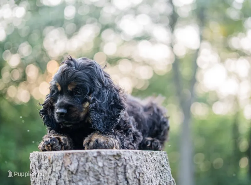 Chilli – Cocker Spaniel puppy for sale in Wellman, IA