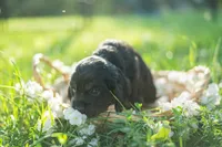 Chilli, a female Cocker Spaniel for sale in Wellman, IA – 3 of 4