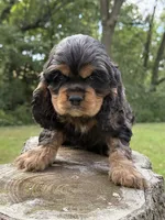 Bonnie, a female Cocker Spaniel for sale in Wellman, IA – 2 of 3