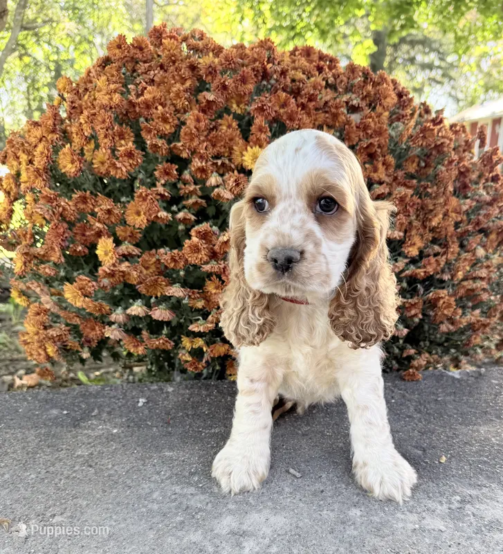 Buzz – Cocker Spaniel puppy for sale in Wellman, IA