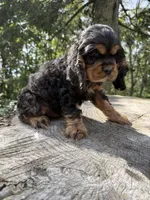 Woody, a male Cocker Spaniel for sale in Wellman, IA – 3 of 4