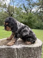 Rex, a male Cocker Spaniel for sale in Wellman, IA – 2 of 3