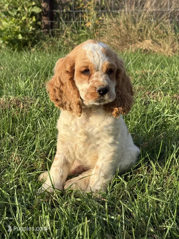 Buzz – Cocker Spaniel puppy for sale in Wellman, IA