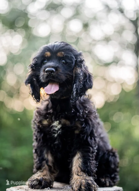 Bluey – Cocker Spaniel puppy for sale in Wellman, IA