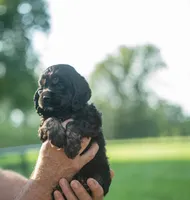 Bluey, a female Cocker Spaniel for sale in Wellman, IA – 5 of 5