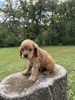 Slinky, a female Cocker Spaniel for sale in Wellman, IA – 3 of 3