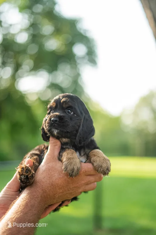 Bandit – Cocker Spaniel puppy for sale in Wellman, IA