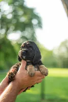 Bandit, a male Cocker Spaniel for sale in Wellman, IA – 1 of 5