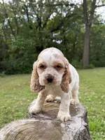Buzz, a male Cocker Spaniel for sale in Wellman, IA – 3 of 3