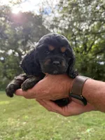 Jessie, a female Cocker Spaniel for sale in Wellman, IA – 2 of 3