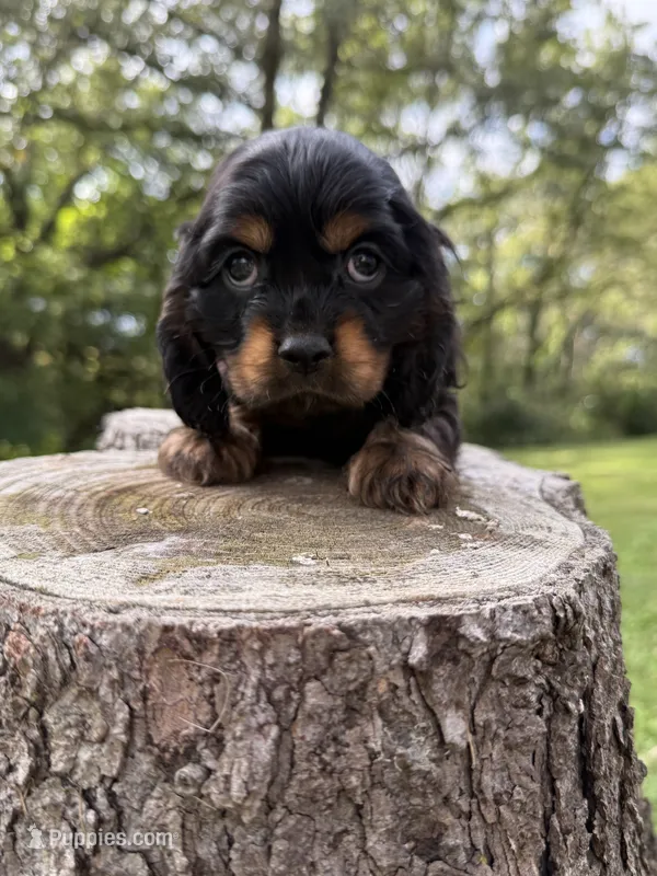 Woody – Cocker Spaniel puppy for sale in Wellman, IA