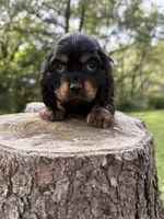 Woody, a male Cocker Spaniel for sale in Wellman, IA – 1 of 3